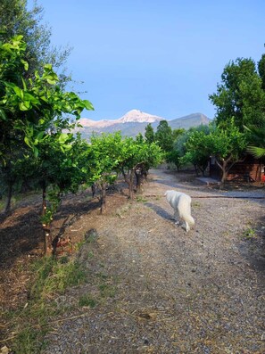 Viñedo con hileras de vides y una montaña al fondo.