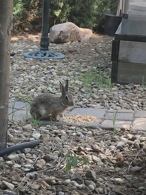 Un espace jardin aménagé avec un lapin, des rochers et un arbre.