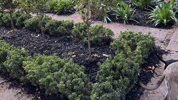 A landscaped garden with various shrubs and a statue of a couple. - Magnificent historic homestead (Birdwood)