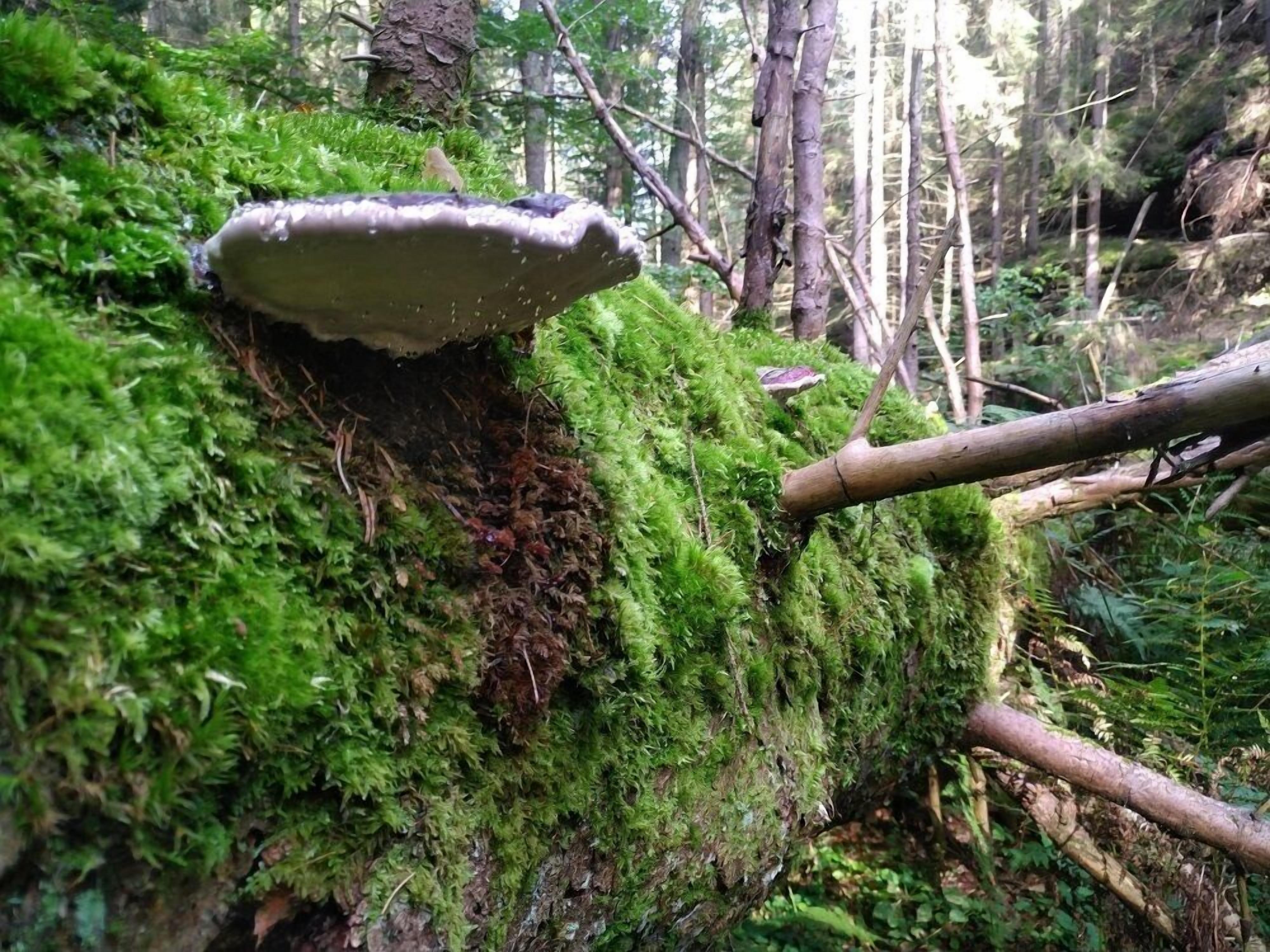 A forest scene with a moss-covered tree trunk and a fallen log.