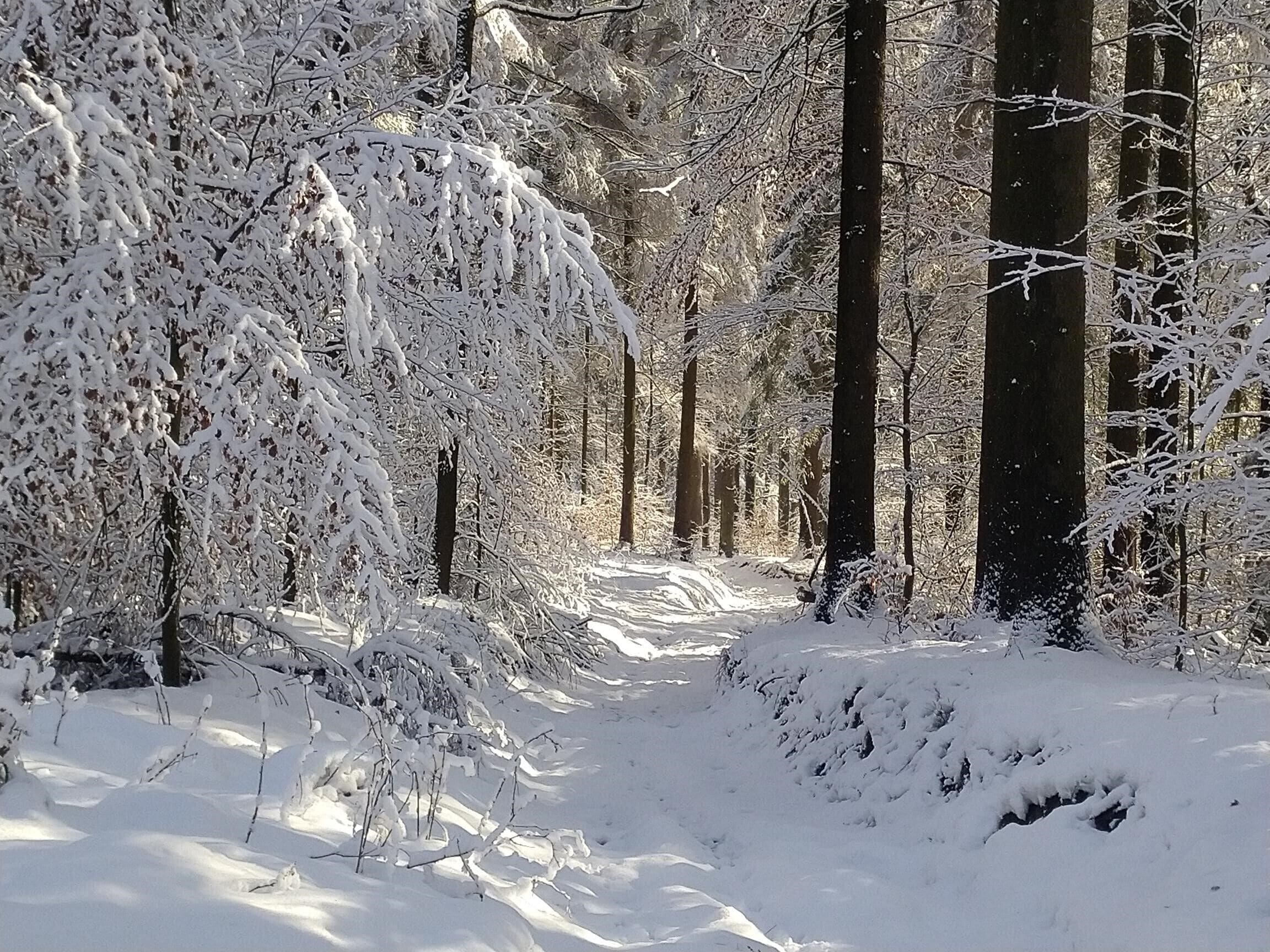 A snow-covered forest path with tall trees.