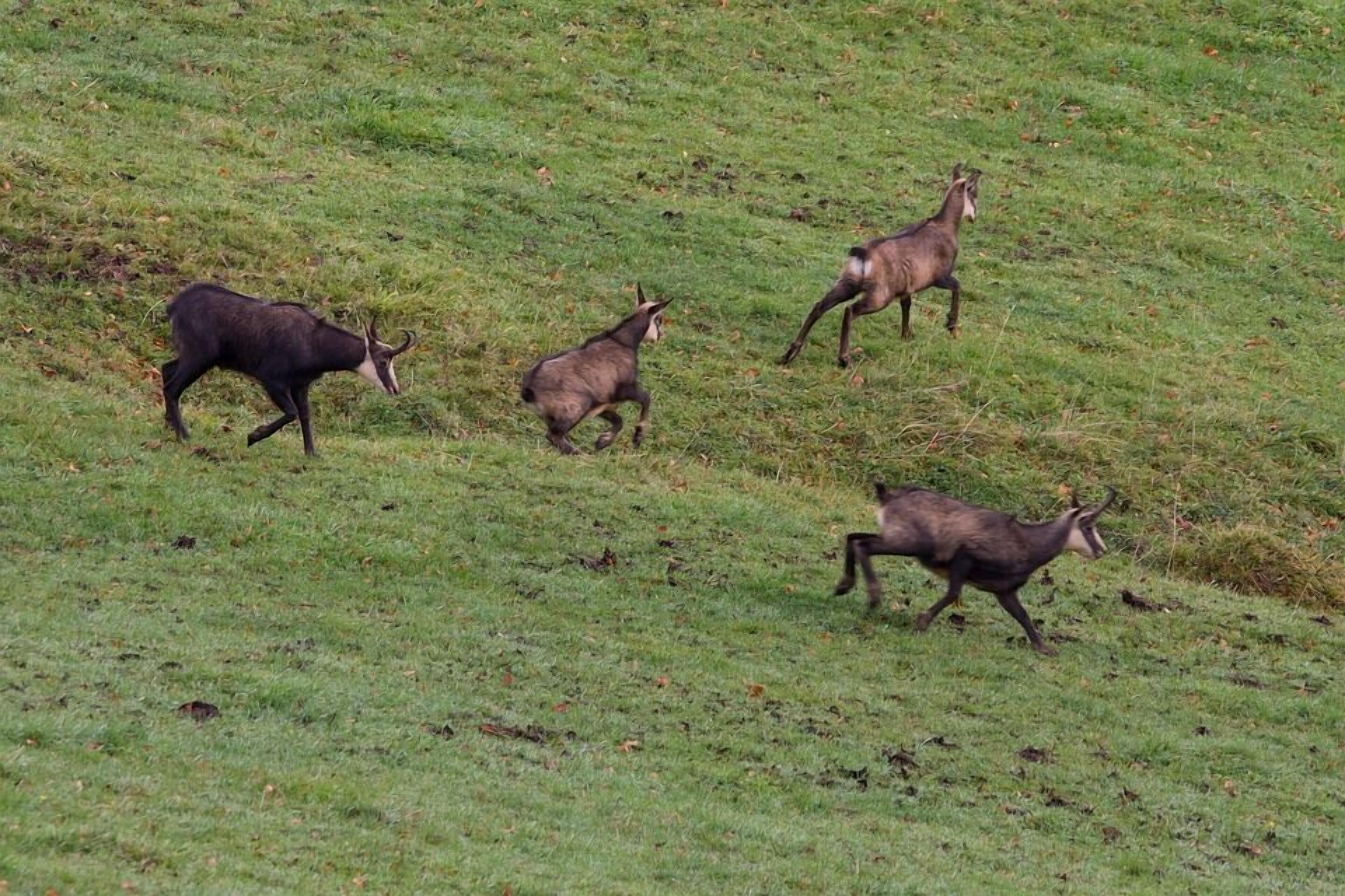 A grassy field with four deer.