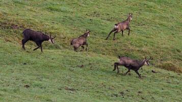 A grassy field with four deer.