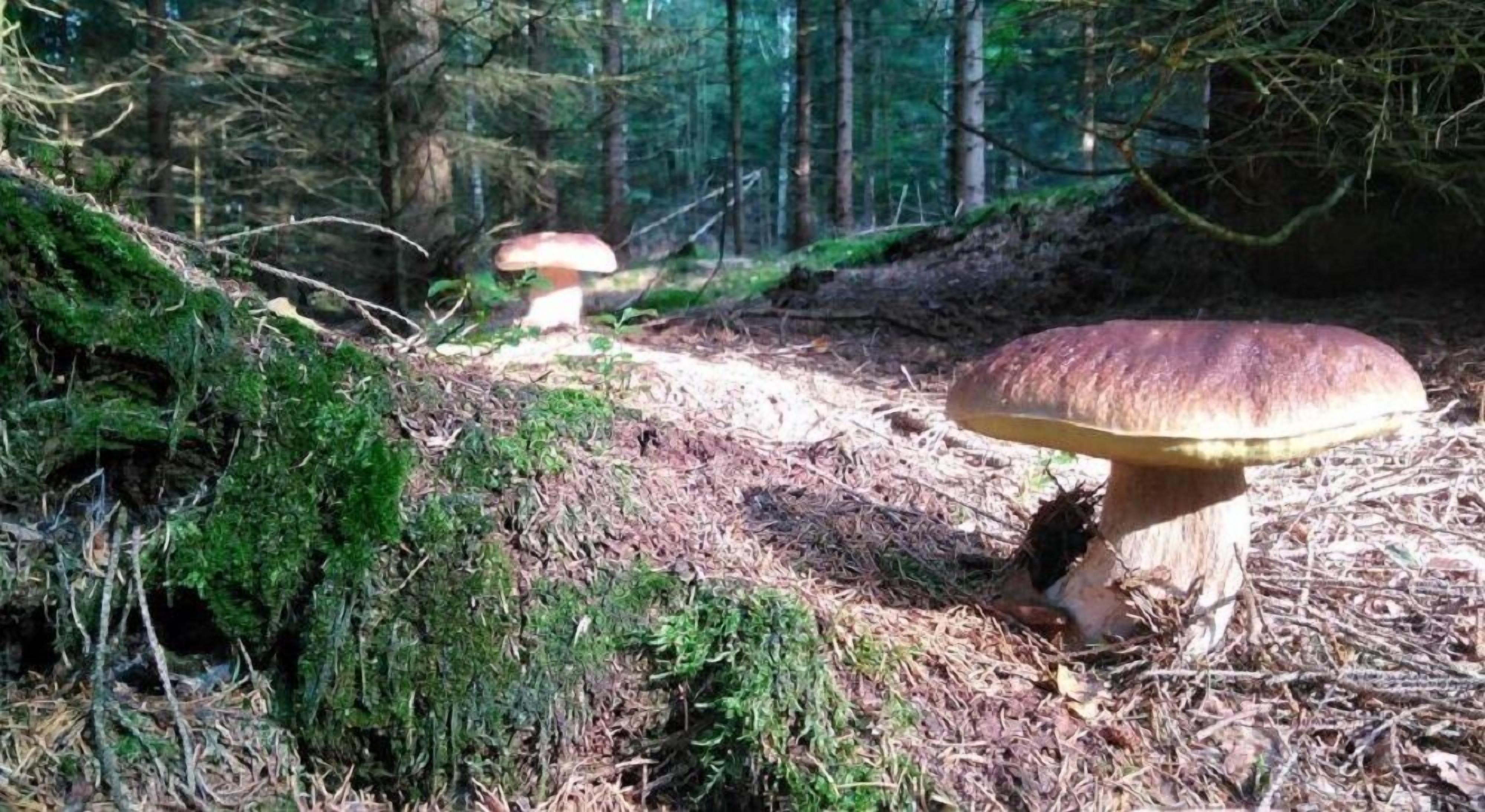 A forest with a large mushroom on the ground.