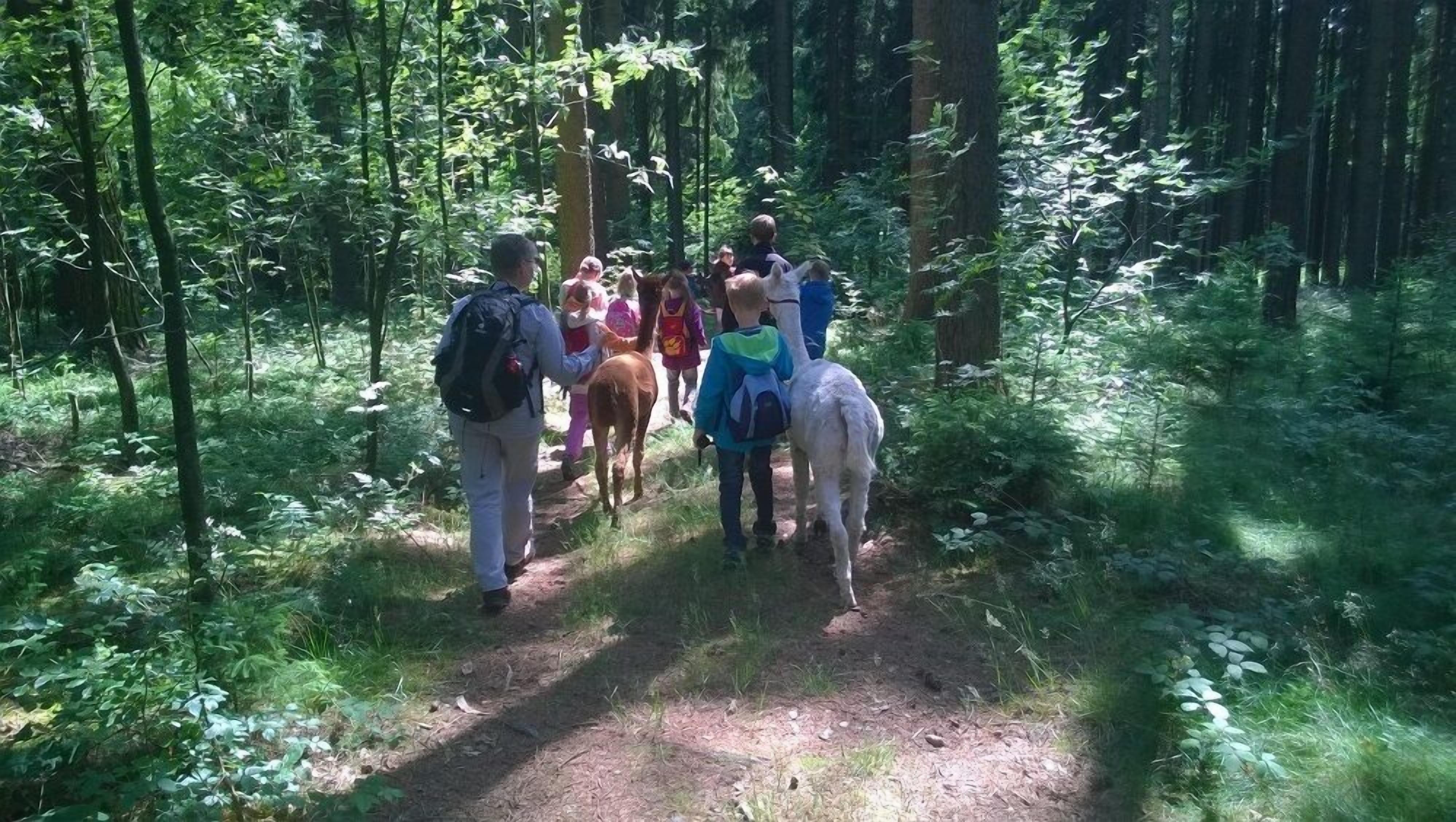 A group of people walking on a forest trail.