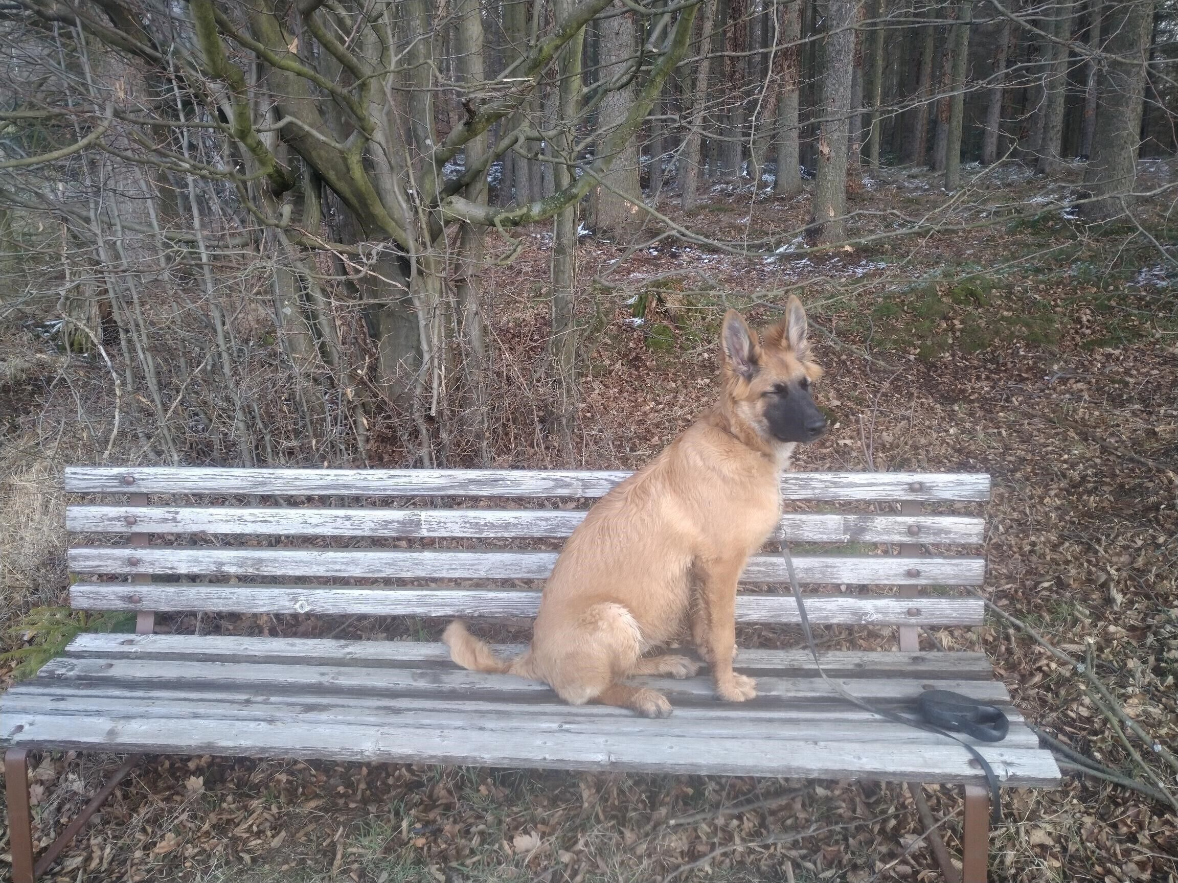 A dog sitting on a wooden bench in a wooded area.