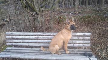 A dog sitting on a wooden bench in a wooded area.