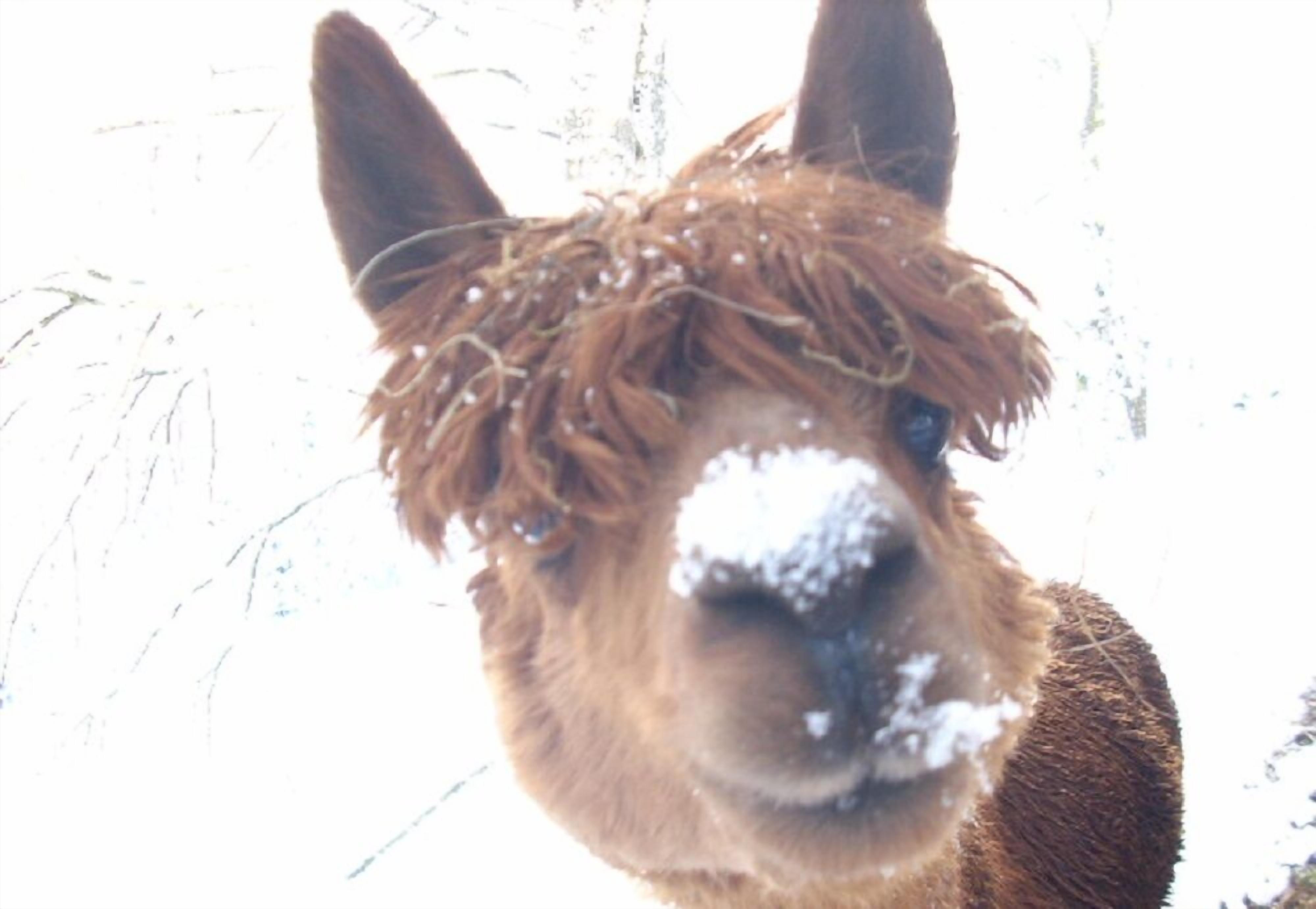 A close-up of an alpaca with snow on its nose and ears.