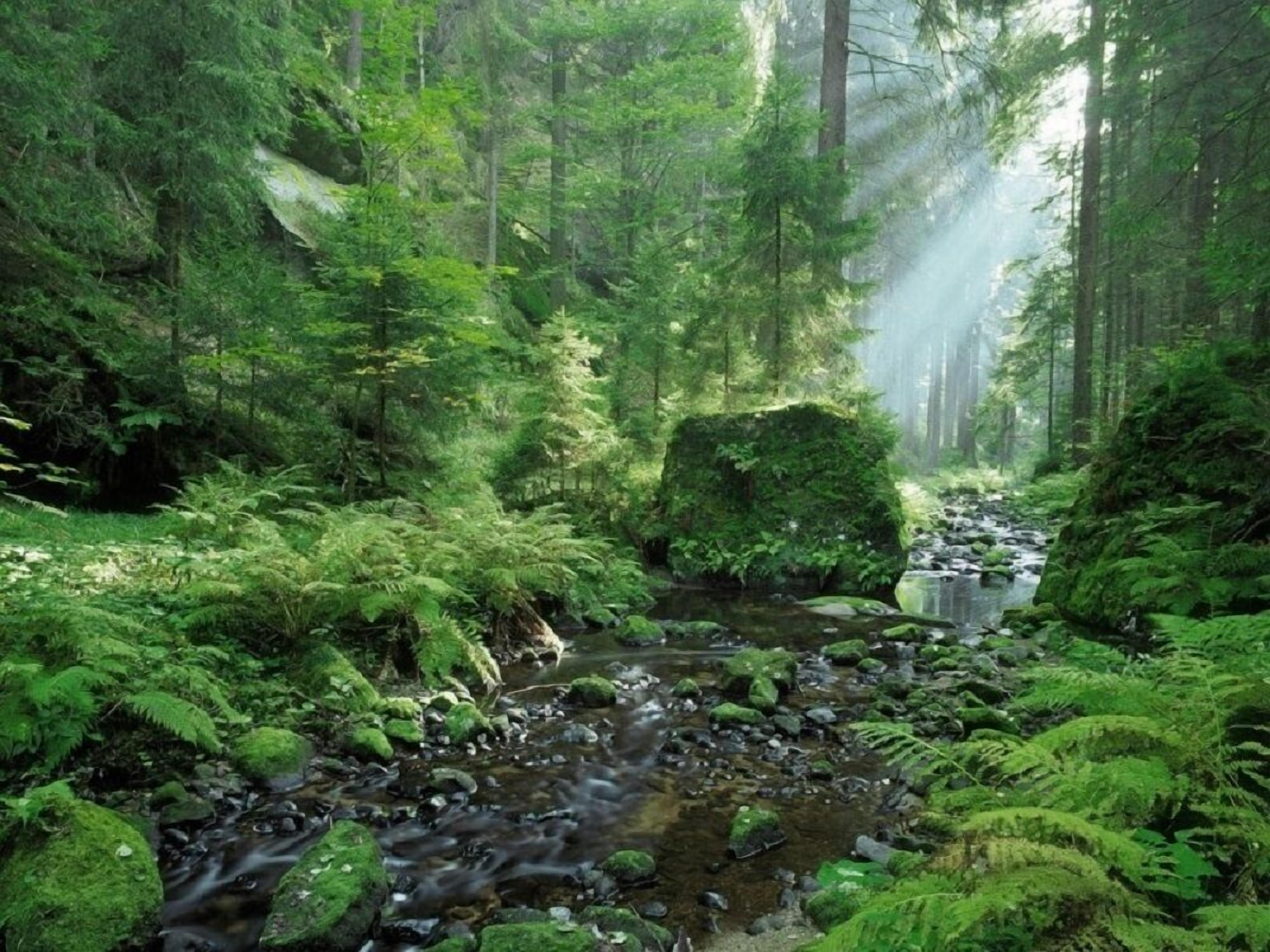 A forest stream with rocks and ferns.