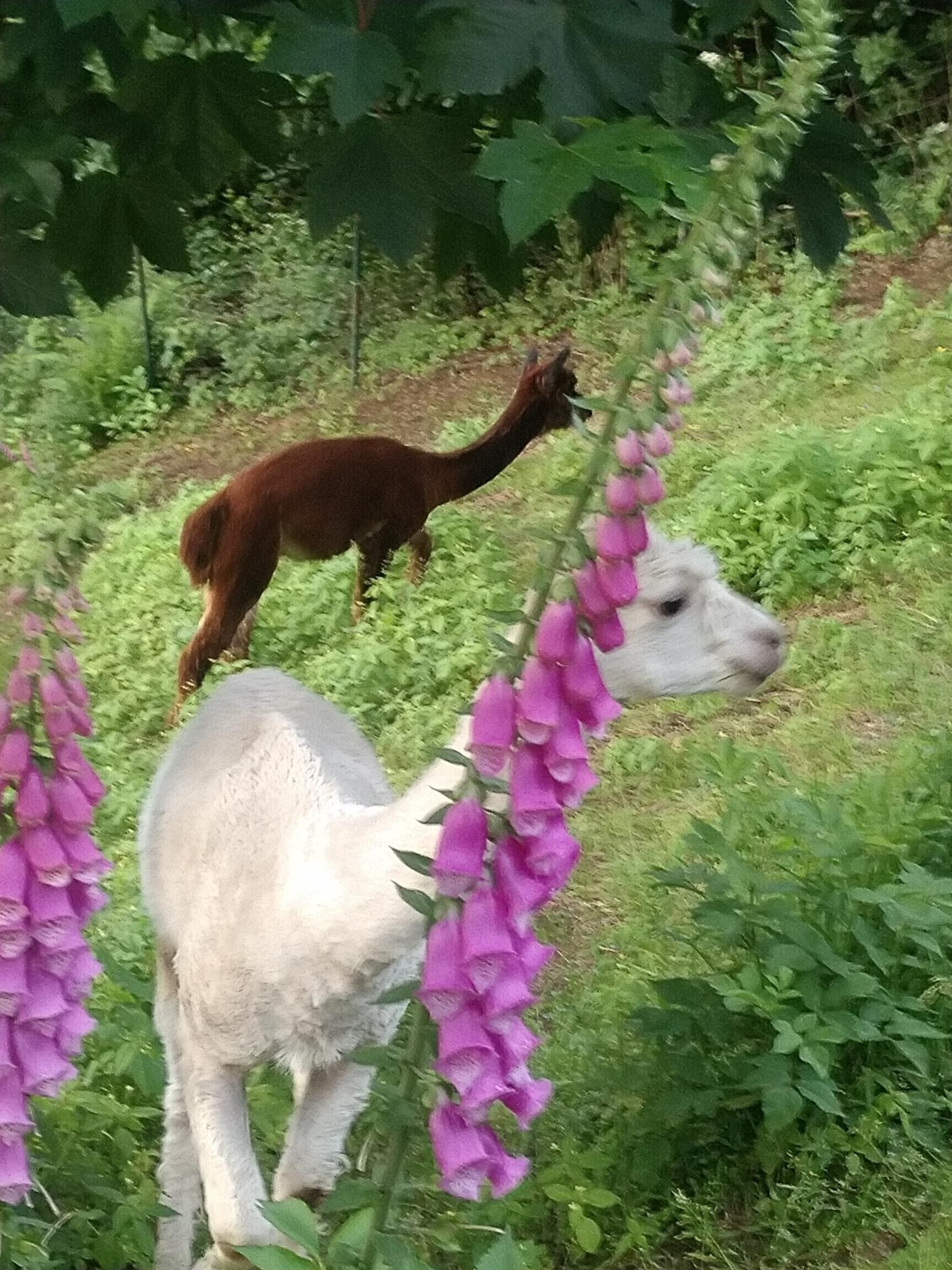 Un lama broute dans un champ verdoyant, avec un feuillage dense en arrière-plan.
