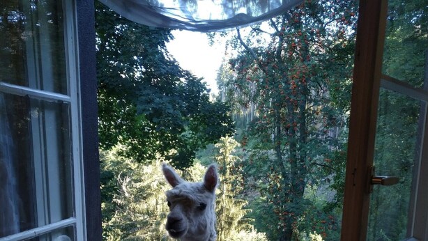 A llama standing by a window with a view of a forested area.