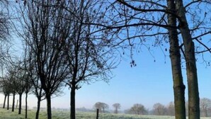 Eine Reihe von Bäumen in einem Feld.