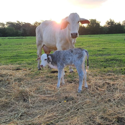 Experience the Texas Country on an Authentic Texas Ranch! 