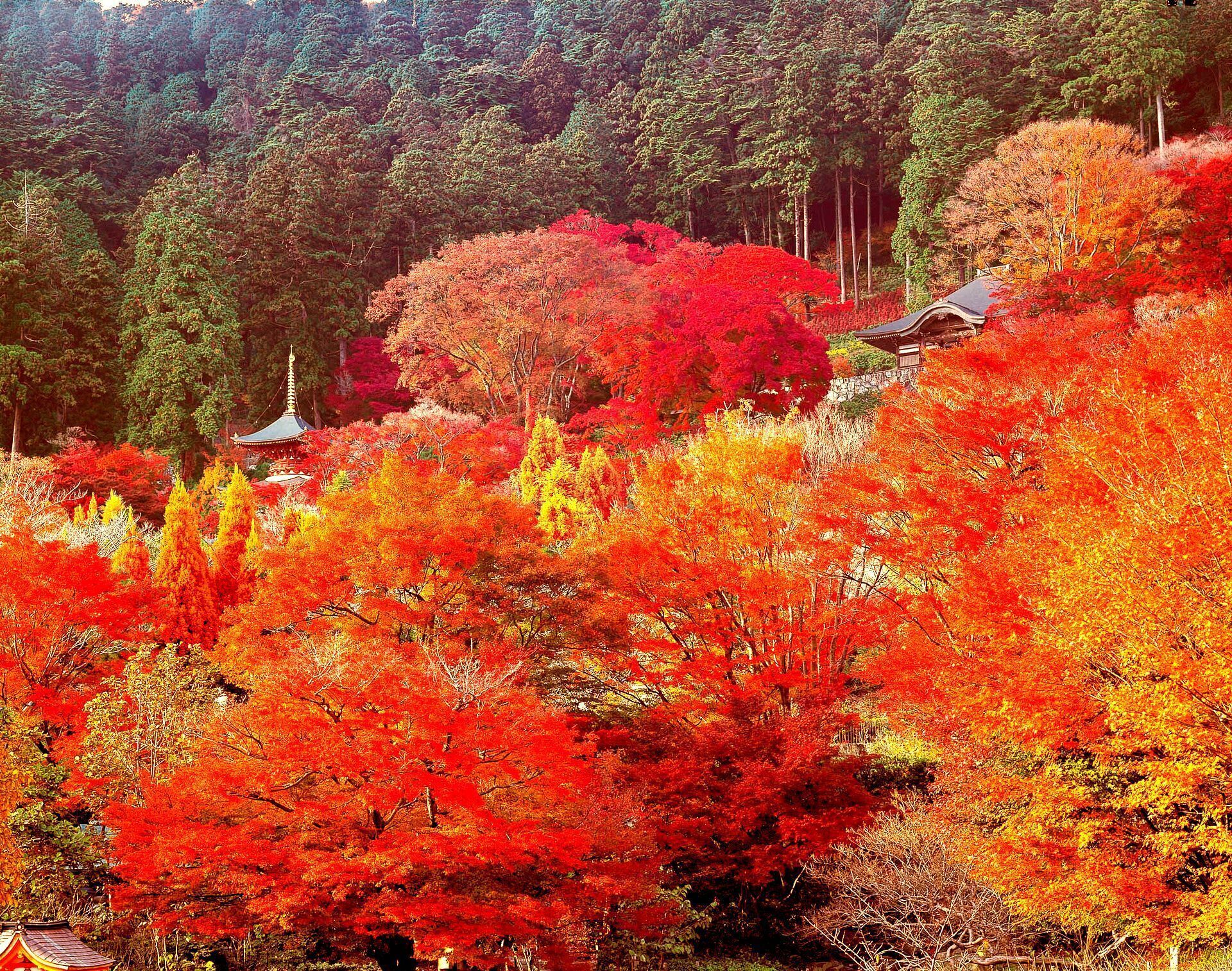 A traditional Japanese temple surrounded by vibrant autumn foliage.