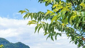 A campsite with several tents, a dining area, and a view of a river and mountains. - Tai Ping Shan Inn (Datong)