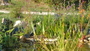 Een vijver met waterlelies en diverse planten.