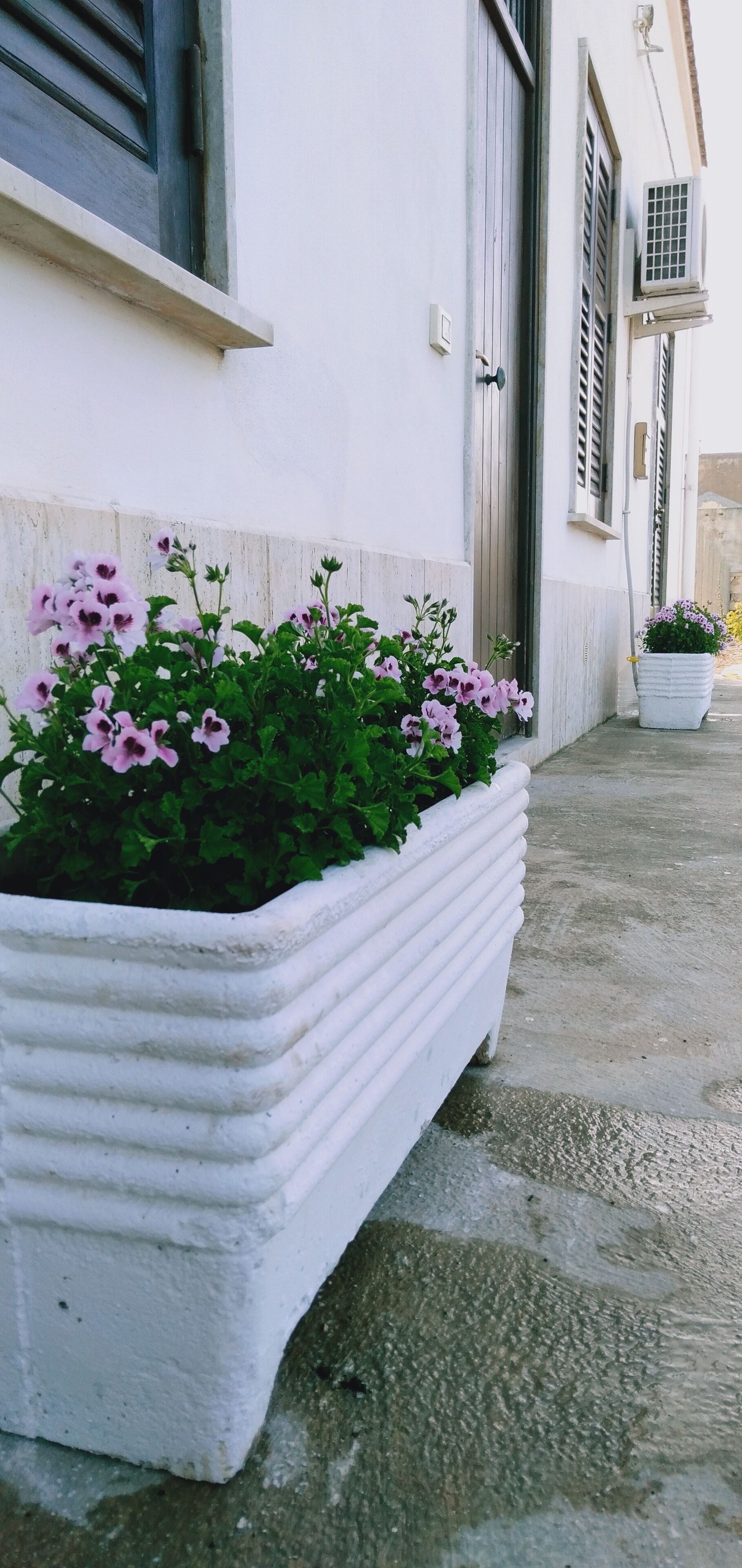 A white planter box with pink flowers on a concrete sidewalk next to a building.