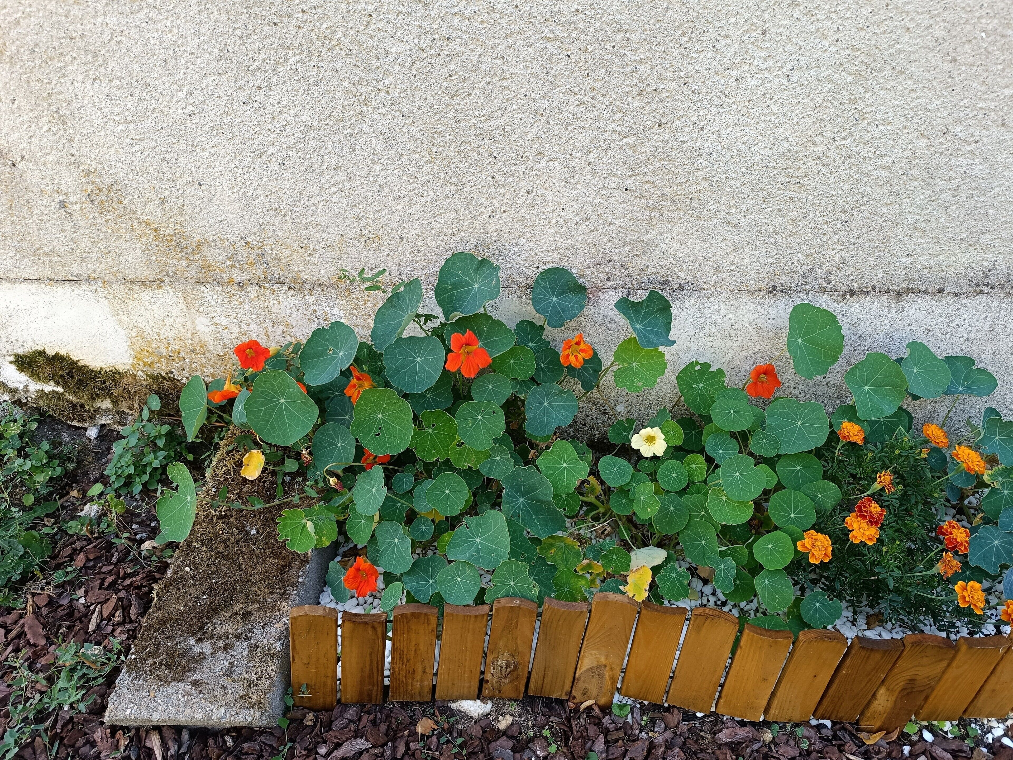 Ein Blumenbeet mit verschiedenen Blumen und einem Holzzaun.