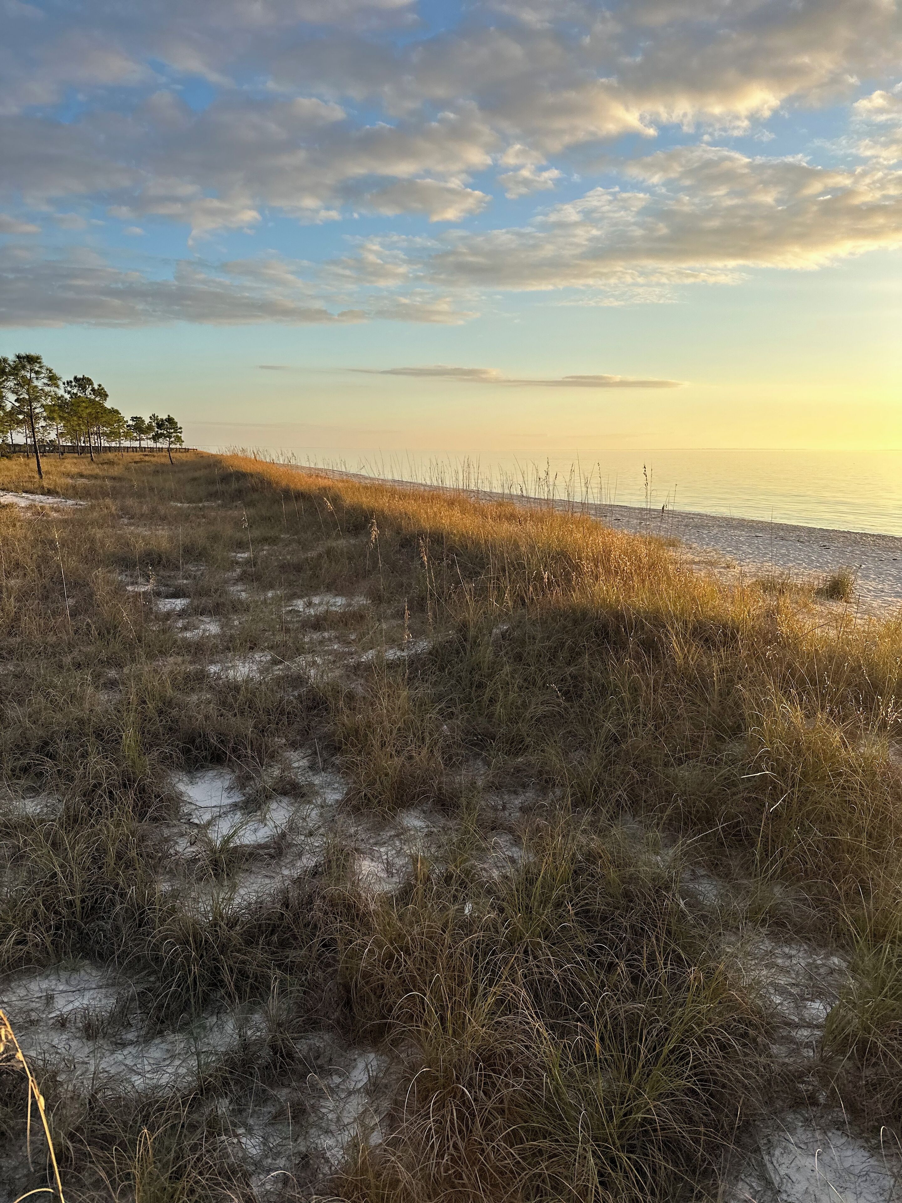 Un paysage côtier avec une plage de sable, des dunes herbeuses et une rangée d’arbres à l’horizon.