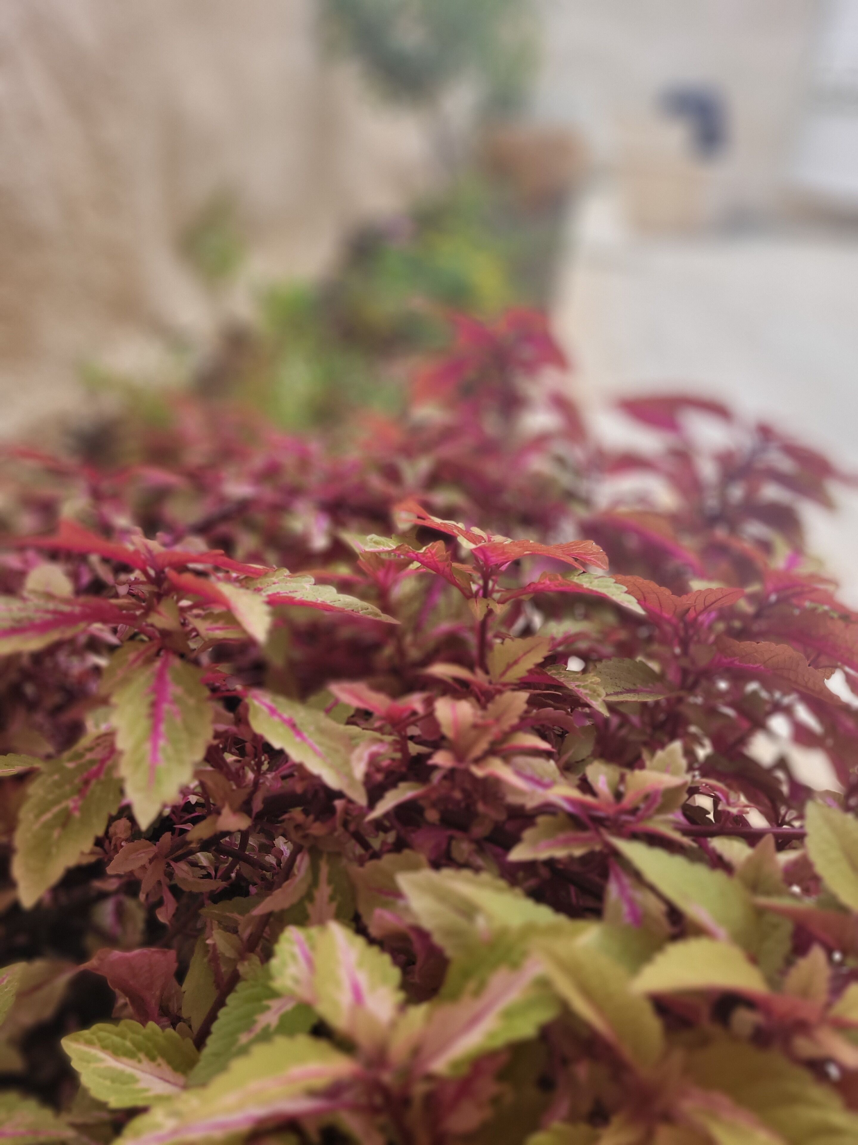 A close-up of a plant with variegated leaves.