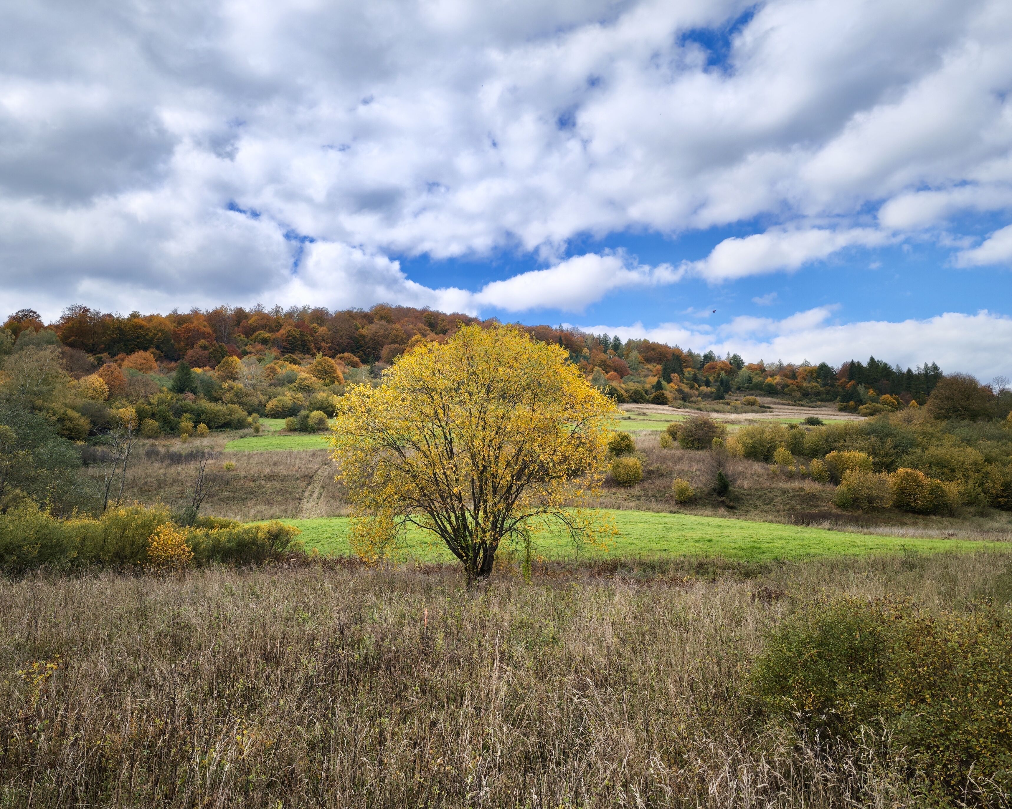 A landscape with a prominent tree in the foreground, a grassy field, and a hill with autumn-colored trees in the background.