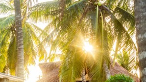 A two-story building with a thatched roof, surrounded by palm trees.
