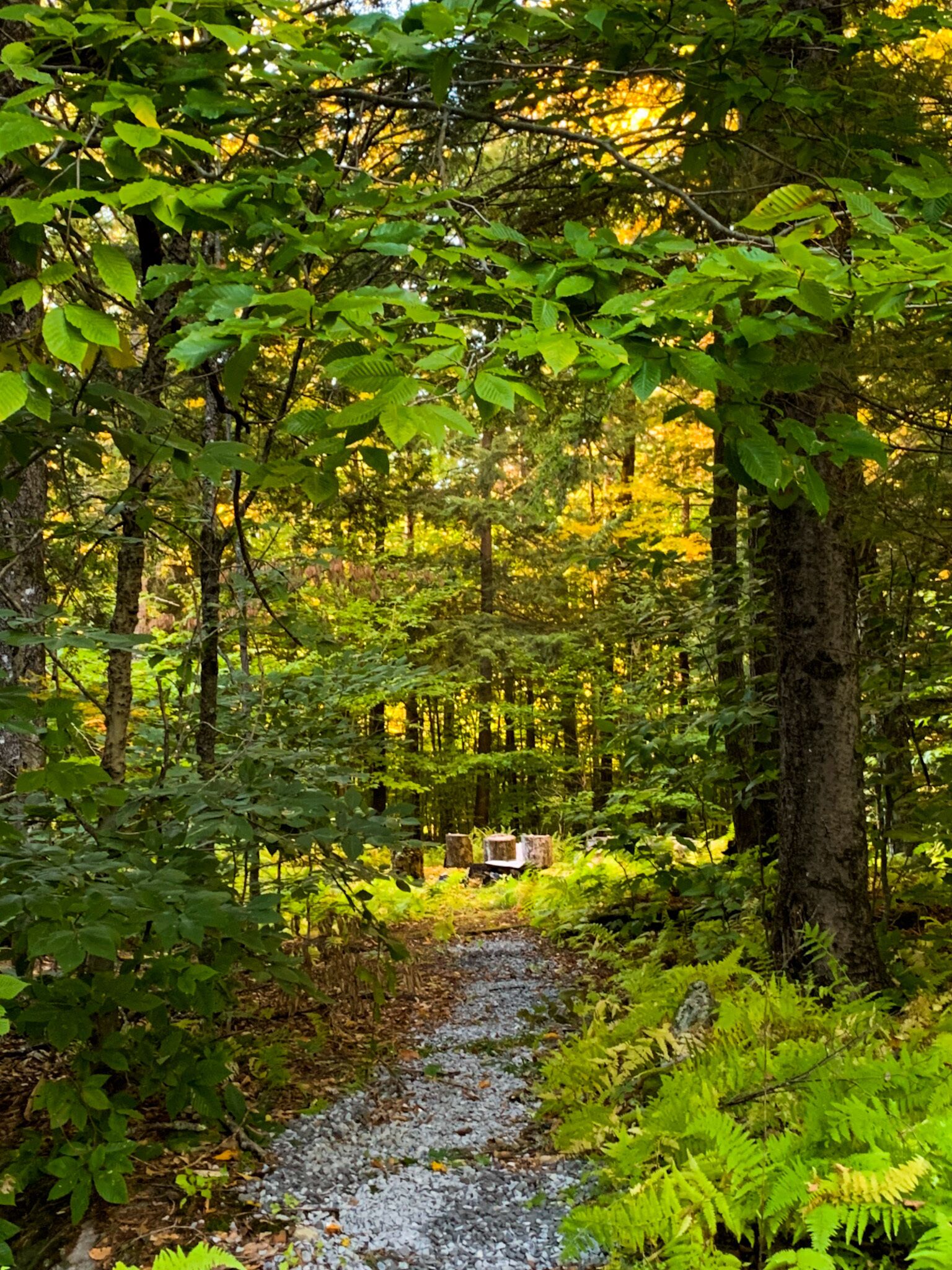 Metsäpolku, jonka varrella on tiheää lehtokasvillisuutta ja puita.