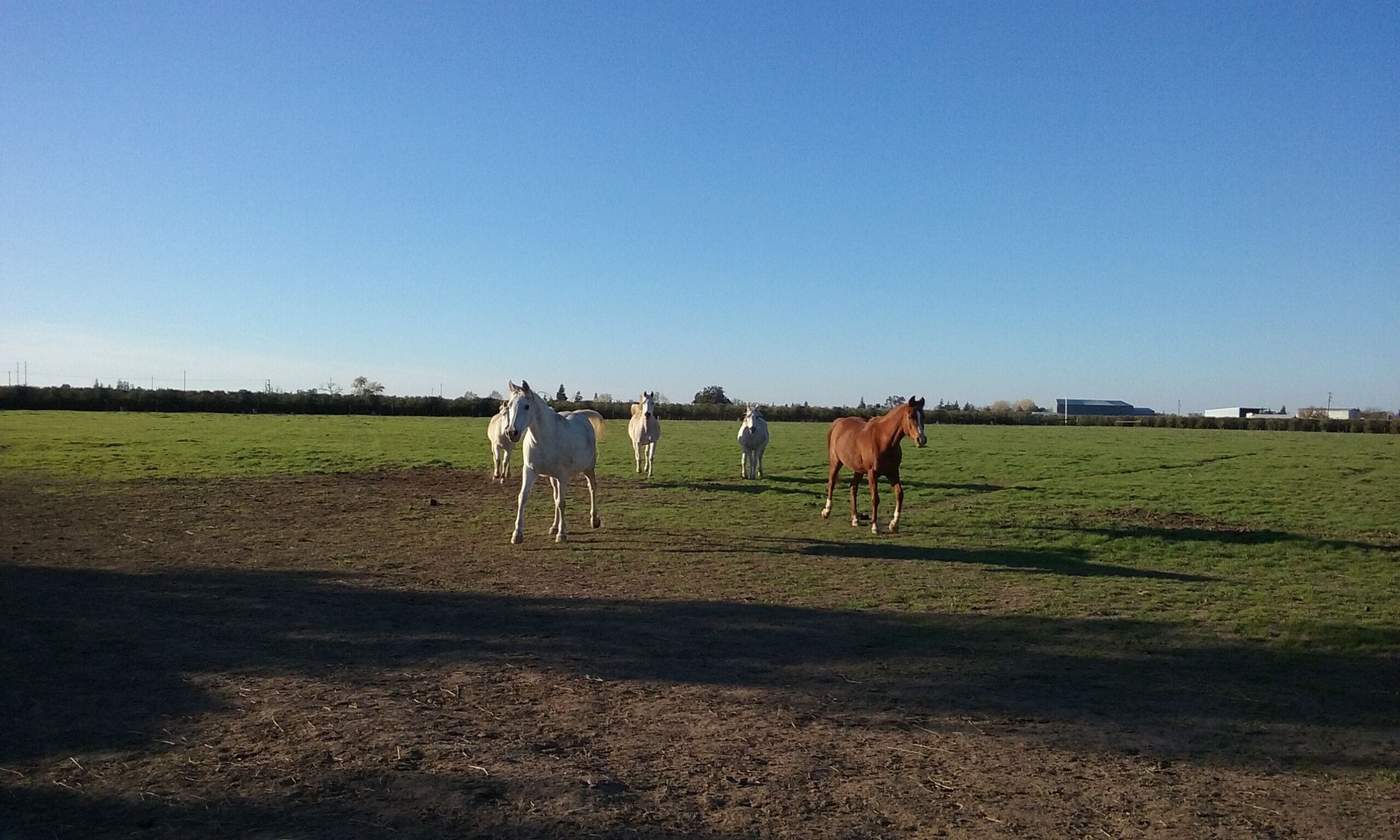 Ranch Life! Horses, ponies and lots of fruit trees and grapevines when in season in Stockton, United States