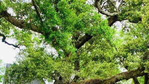 A white house with a porch, surrounded by lush greenery and a large tree. - Azalea Suite at The Mockingbird Inn (Ocean Springs)