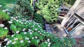 A garden with white flowers and a pathway leading to a building. - Peaceful 2BR near US Route 1 and Boston. (Melrose)