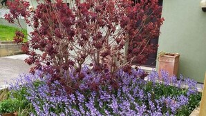 Apartment (Bungalow) | Garden - Apartments Tea Medulin (Medulin)