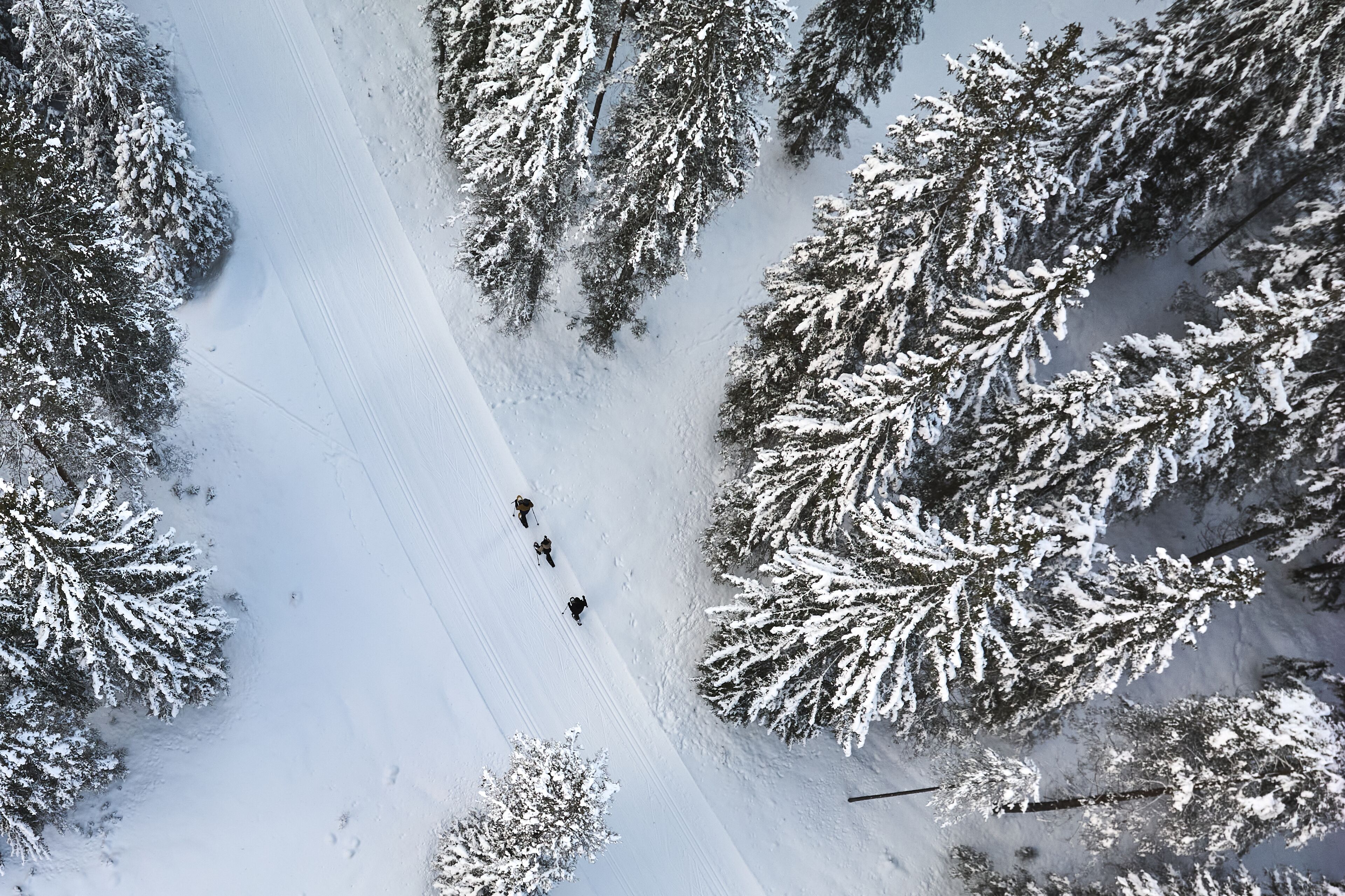 Ein mit Schnee bedeckter Ski-Hang, gesäumt von Bäumen.