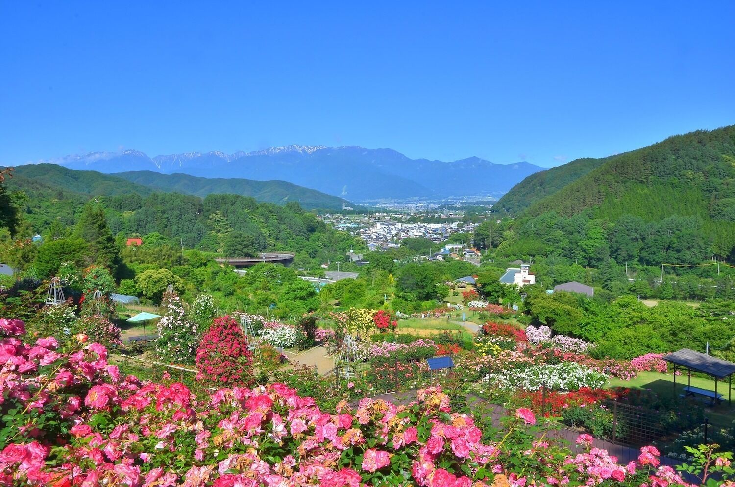 A garden with various flowers and a view of a town and mountains in the distance.