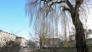 A tree-lined riverside with buildings in the background. - Small Cozy Apartment in Frederiksberg (Frederiksberg)