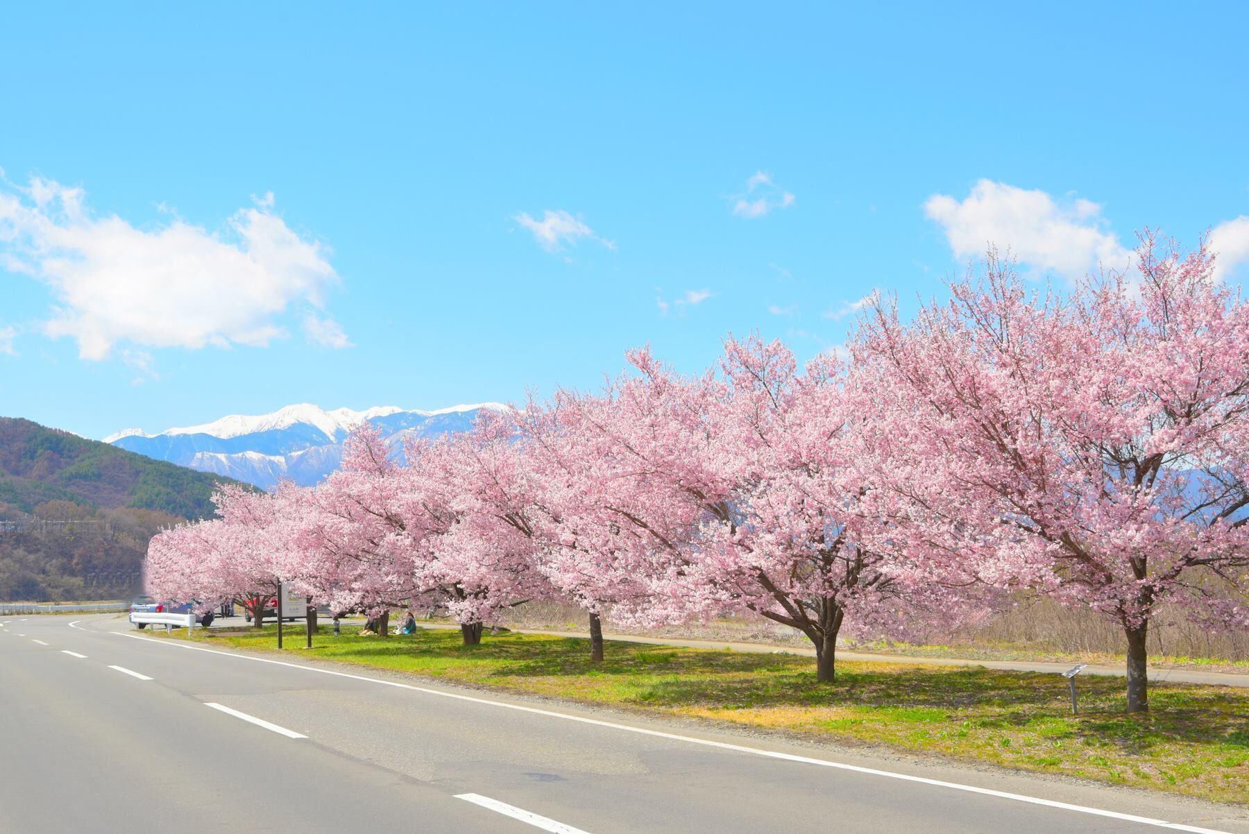 A road lined with cherry blossom trees, a clear sky, and snow-capped mountains in the background.