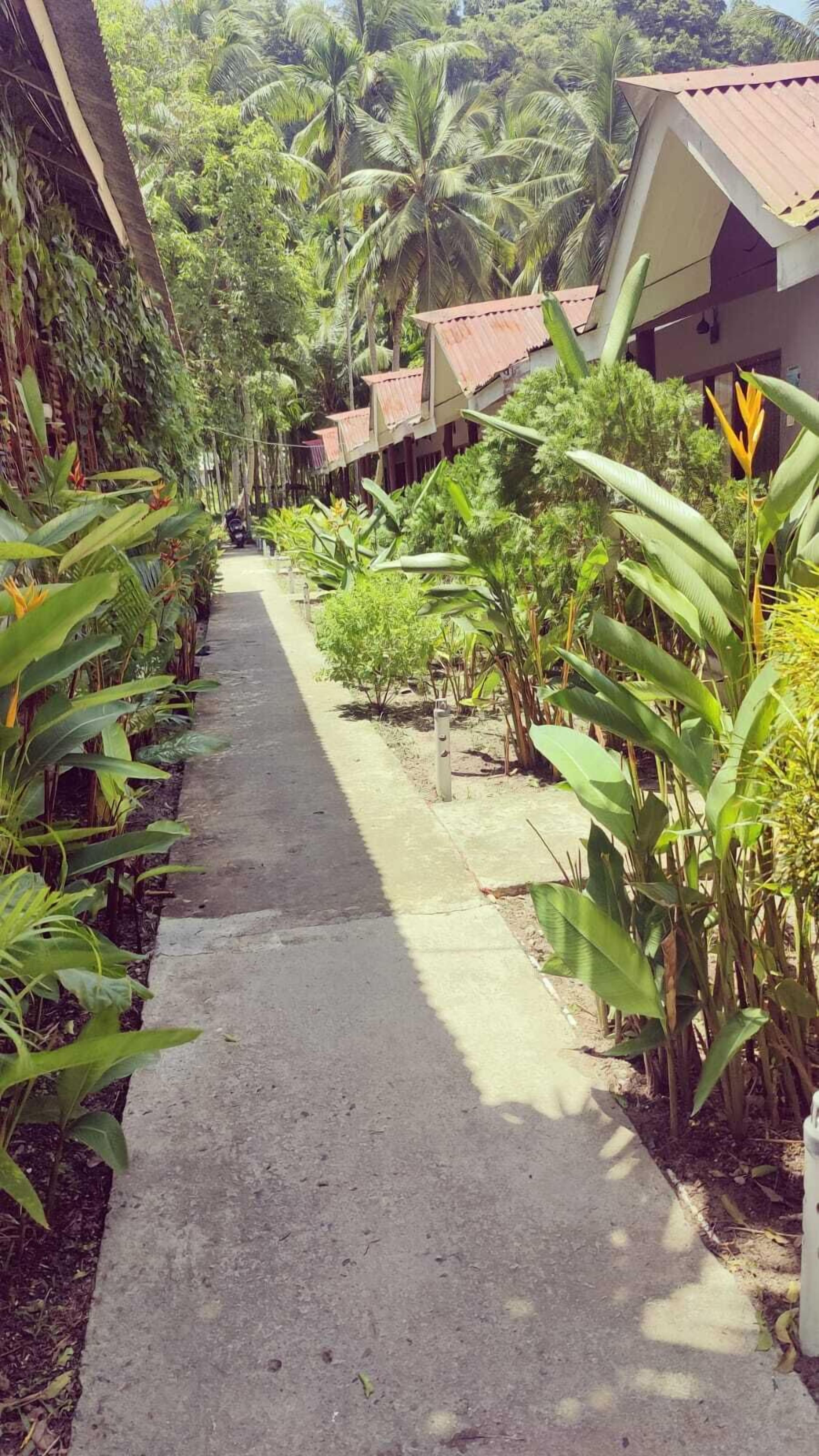 Un sendero bordeado por exuberante vegetación tropical y una hilera de edificios con techos de metal corrugado.