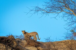 Exterior - An Experience in wild (Chamunderi)