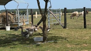 Una granja con un área cercada que contiene gansos y un comedero.