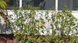 Une maison blanche avec un porche abrité, deux chaises et un petit jardin agrémenté de paillis et de gazon.
