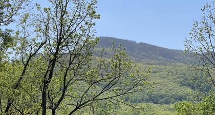Black Mt home, minutes to downtown, fenced yard