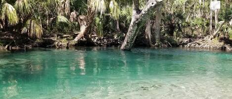 A natural water body surrounded by dense tropical vegetation.