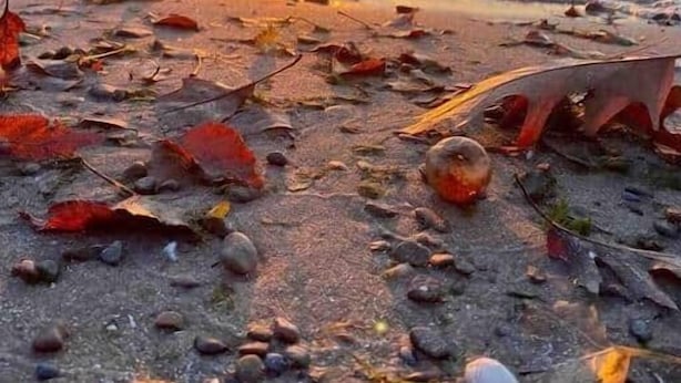 A beach with scattered leaves and shells, and the sun setting over the water. - Rustic Riverside Charm and Exclusive Fishing Access! (Richland)