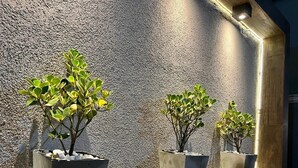 Trois plantes en pot sont posées sur une étagère en bois, adossées à un mur à la texture particulière.