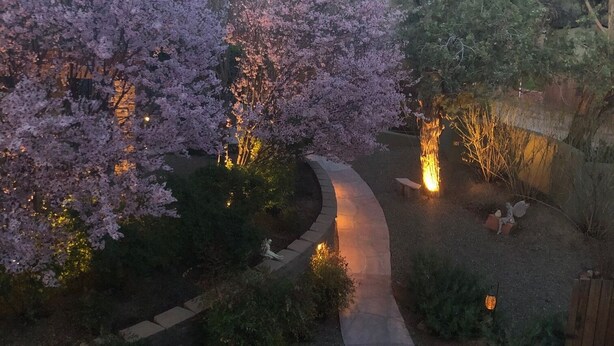 Un sendero serpentea por un jardín con cerezos en flor y un muro de piedra.