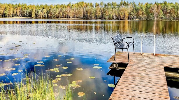 Un muelle de madera se extiende hacia un lago tranquilo con nenúfares, rodeado por un bosque.
