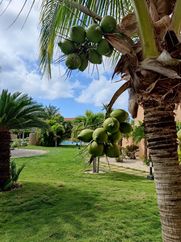 Un exuberante jardín con palmeras y un césped bien cuidado.