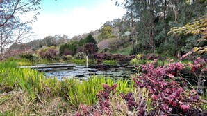 A serene garden with a pond, surrounded by lush greenery and various plants.