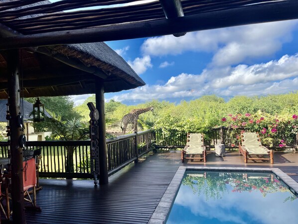 Terrace/patio - Luxurious African Bush home in a magical wildlife setting near Kruger Game Park (Hoedspruit)