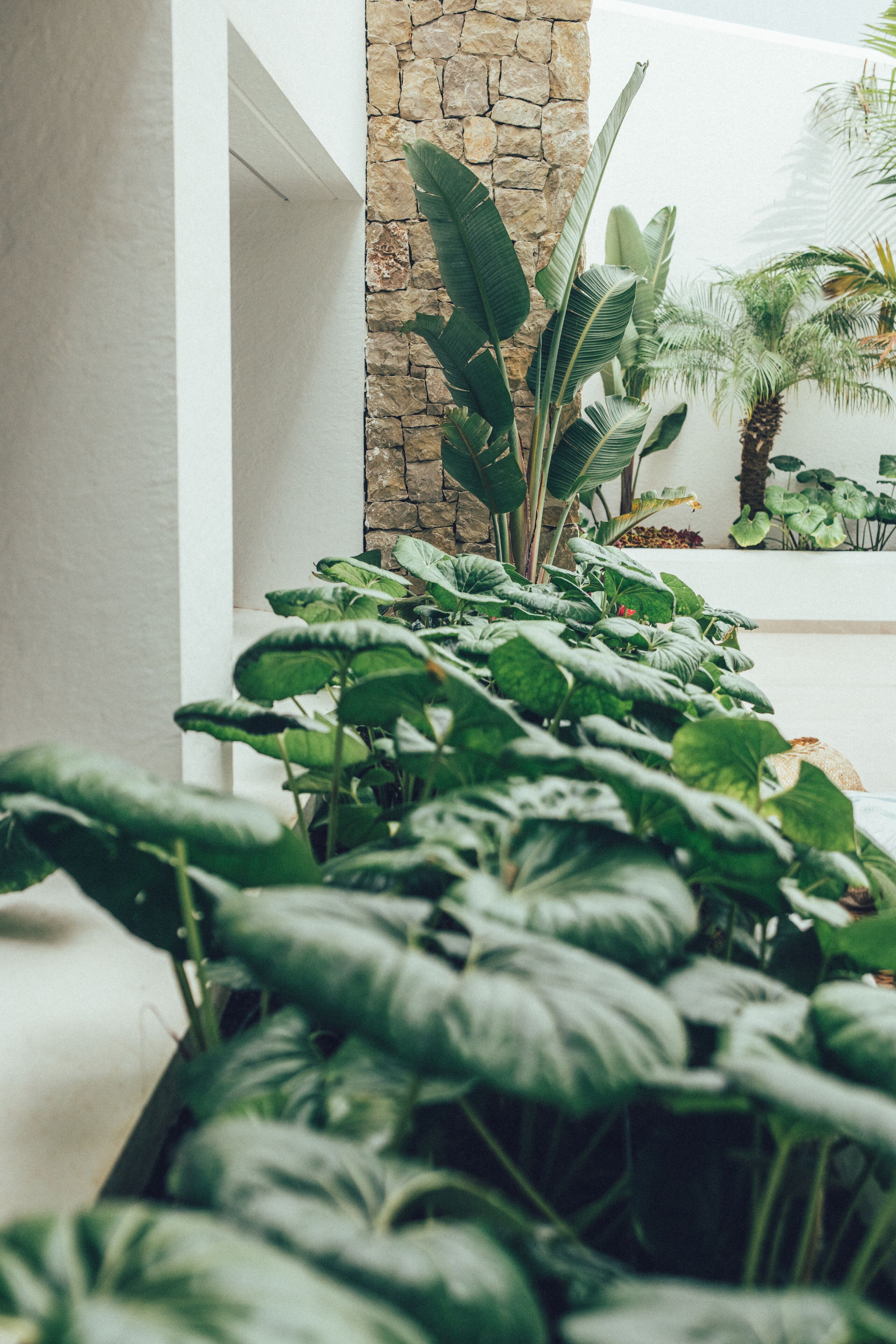 A lush indoor garden with large green plants and a stone wall.