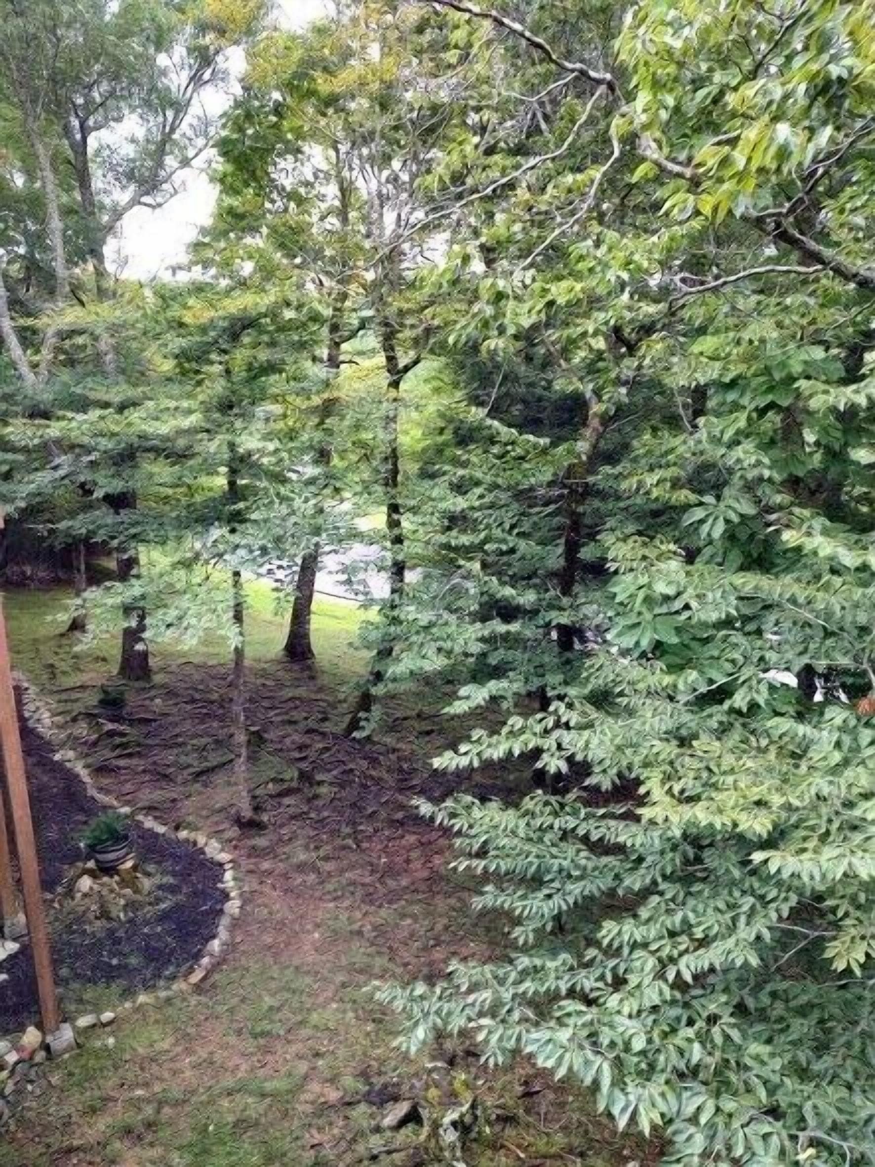 A forested area with a clear path, surrounded by trees and a small pond.